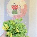 菜の花摘んで　ひな祭り