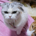 本日 猫の日　2018