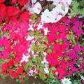 大船の花屋【ワールドフラワー】に行きました。