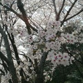 桜満開