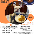 【募集】わんこ健康ご飯教室　飼い主さんと一緒にカレー