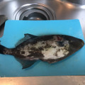 最近のお魚教室