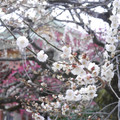 ♪北野天満宮の梅♪