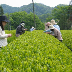 上下町茶畑ツアー。黙々と茶摘み中～