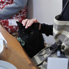 猫が4匹います。動物好きさん大歓迎！