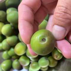 季節の保存食
青梅のシロップは毎年大好評