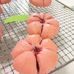 新春のレッスンは春満開桜あんのあんぱん！