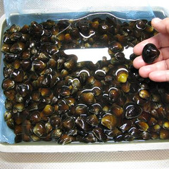 シジミの砂抜き方法