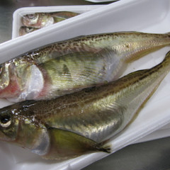旬のハタハタは美味しい