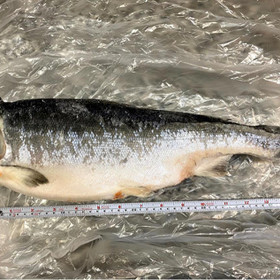 45センチ程度の冷凍鮭とイカがご自宅に届きます。