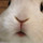 さくらこ