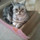 アメショーcat