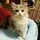 neko311mike