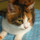 猫猫天国　私はドリー