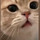 猫の目キラリ