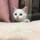 モコ