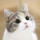 SHIMON