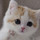 みーこ