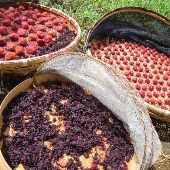 Umeboshi Making 梅干し仕込み