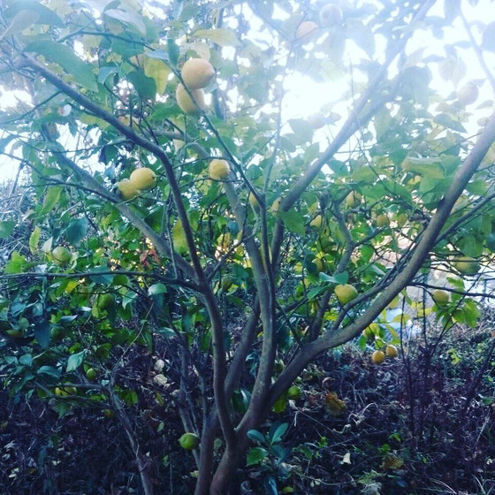 愛する畑で太陽の恵みいっぱい受けて育つレモンの木🍋