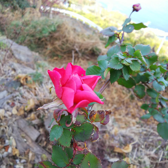 過去の畑のバラ🌹