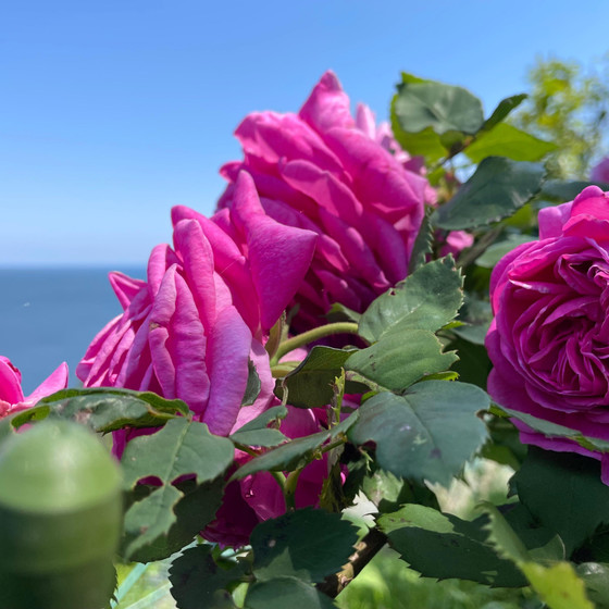 🌿🌹パリ15区畑会「5月はバラ会🌹初夏の自然農の遊び場でのんびりリラックス🌈」