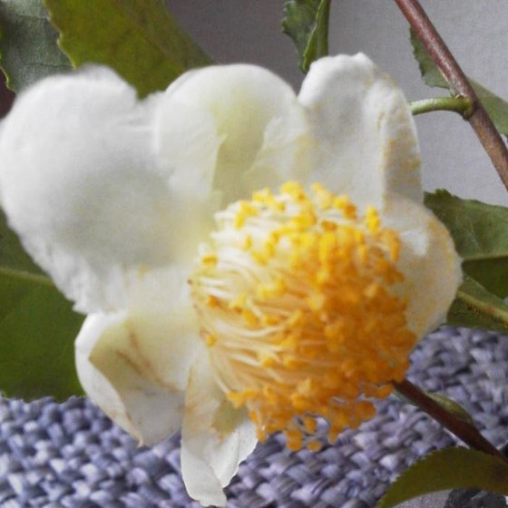 紅茶塾・研究会