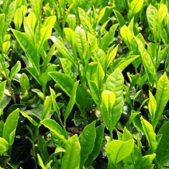 紅茶塾・研究会