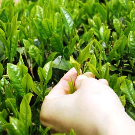 紅茶塾・1日セミナー5月/女傑が拓いたお茶