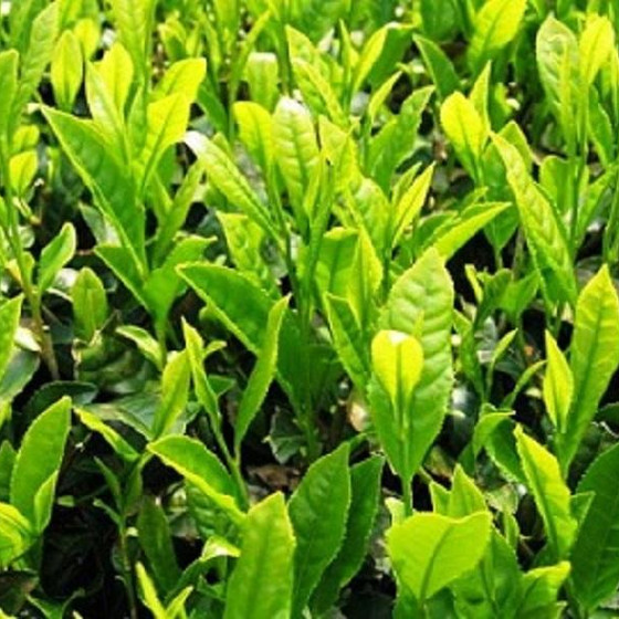紅茶塾・1日セミナー2月/キリニャガの紅茶