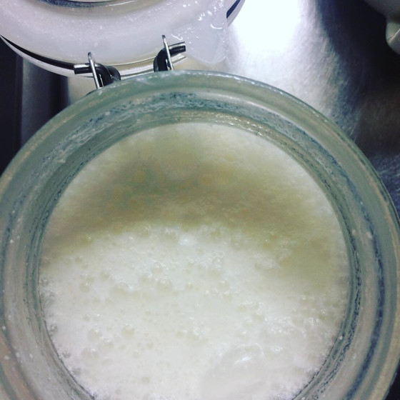 基礎酵母～牛乳酵母