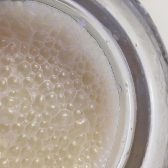 基礎酵母～牛乳酵母