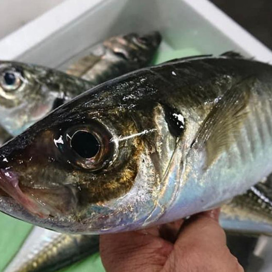 特別レッスン：お魚のおろし方『鯵』　