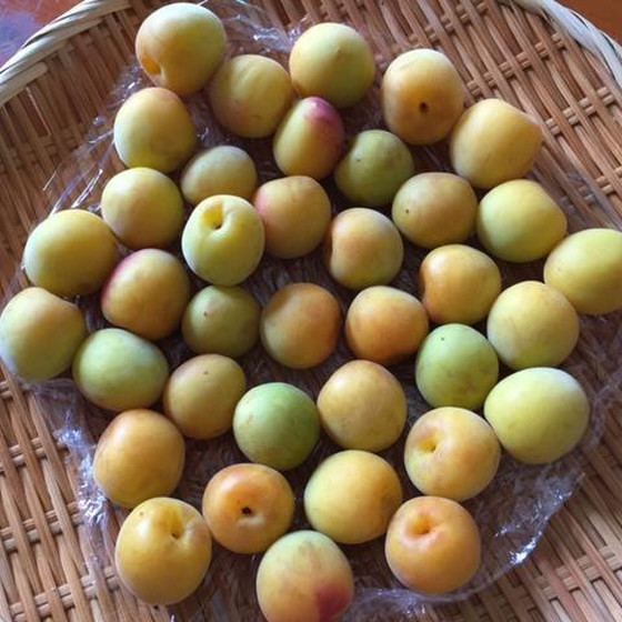 旬の保存食レッスン～梅酒、梅シロップ