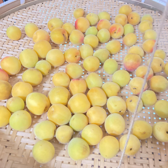 季節の保存食　青梅シロップの会