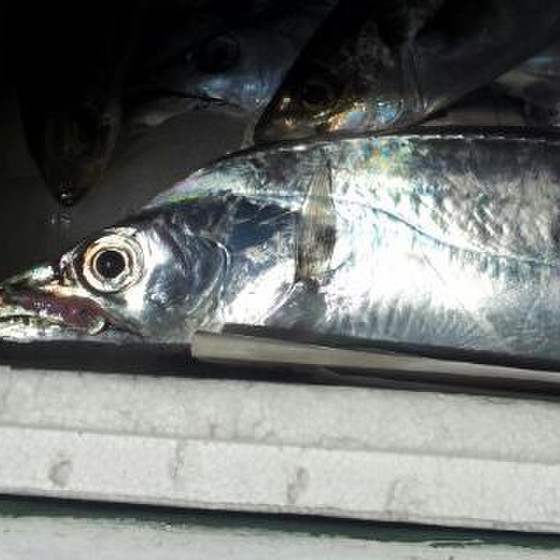 旬の魚料理