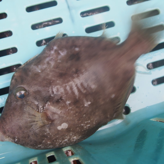 魚料理講座「カワハギ」