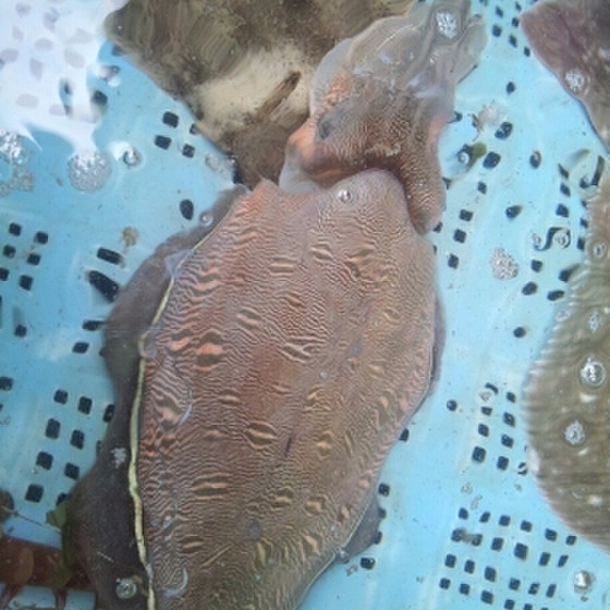 魚料理「ハリイカ」