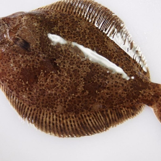 魚さばき　「中級カレイ」