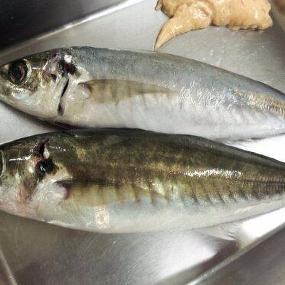 魚さばき　「初級アジ」