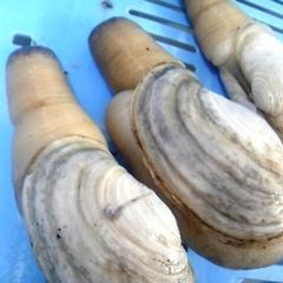 魚さばき　「初級白ミル貝」