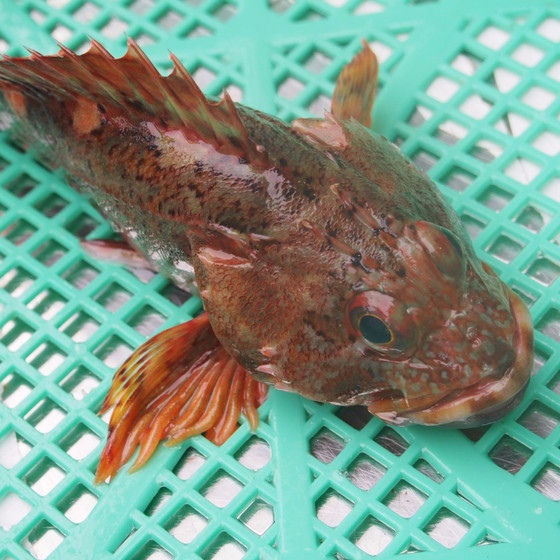 魚さばき　「初級ガシラ」