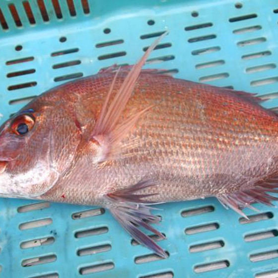 タイをさばこう！