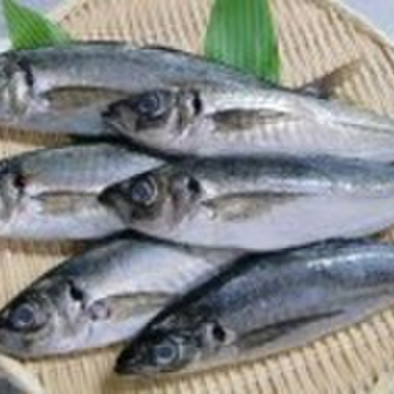 男性歓迎！魚をさばく　鯵の三枚おろしに挑戦！