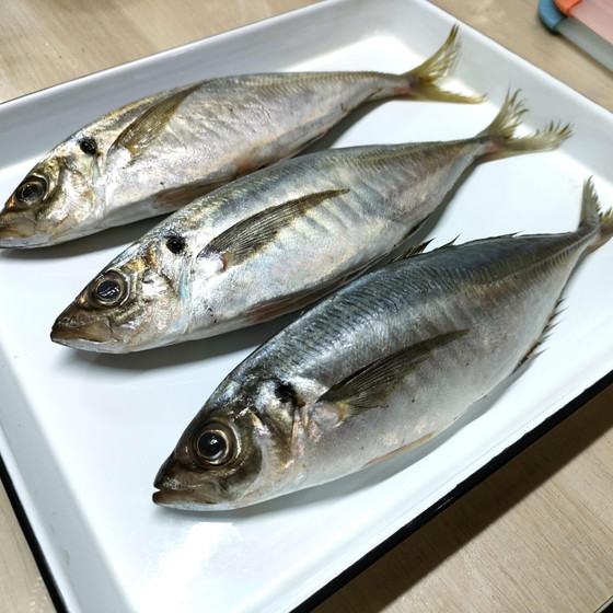 旬の鯵
一人一尾ずつさばきます