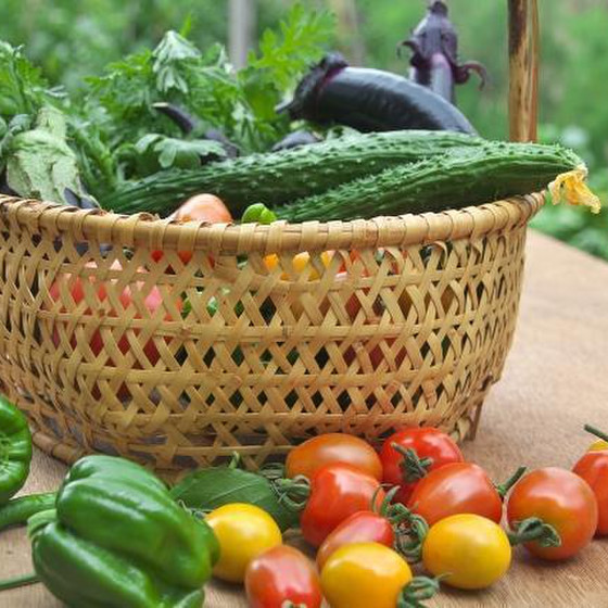 夏野菜の選び方や保存方法、栄養効果の座学