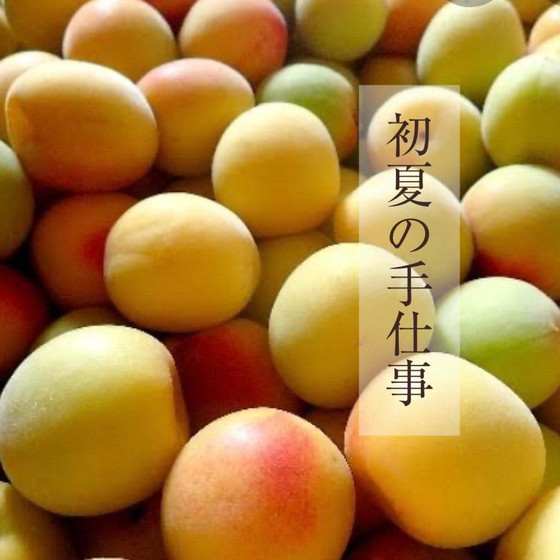 初夏の手仕事・梅干し作り