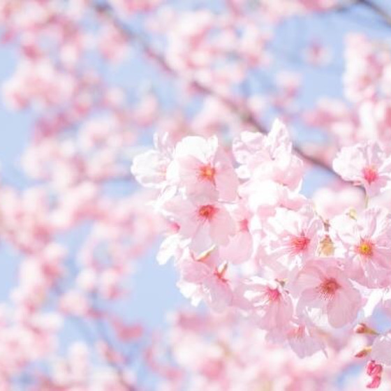 3周年記念 春の1日満喫レッスン