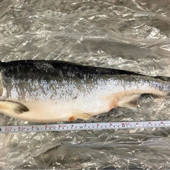 45センチ程度の冷凍鮭とイカがご自宅に届きます。