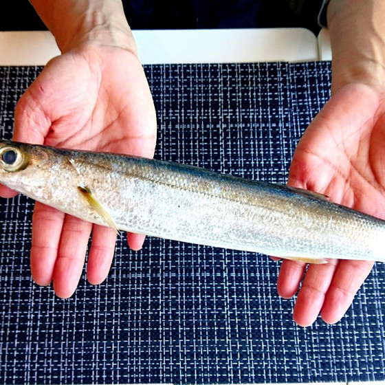 ◆お魚にフォーカスした料理教室◆　魚市場直送お魚のお土産付き